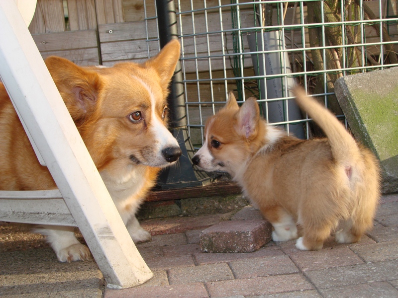 Puppies